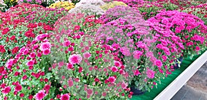 Panorama of colorful bushes of Chrysanthemum flowers