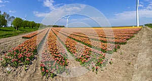 Panorama colorful Dutch tulips in a flower field and a windmill in Holland
