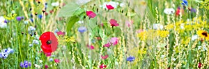 Panorama, colorful flower meadow at the heyday, poppies and other wildflowers