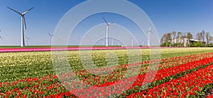 Panorama of colorful tulip fields and wind turbines in Noordoostpolder