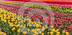 Panorama of a colorful tulips field in Flevoland