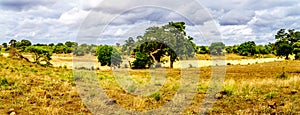 Panorama of the completely dry N`waswitsontso River in central Kruger National Park