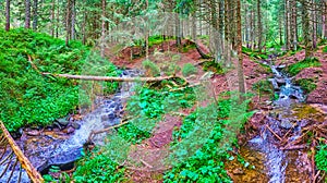 Panorama of conifer forest zone of Mount Hoverla, Carpathians, Ukraine