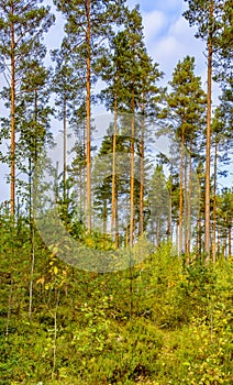 Panorama of coniferous autumn forest with yellow leaves.