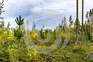 Panorama of coniferous autumn forest with yellow leaves.