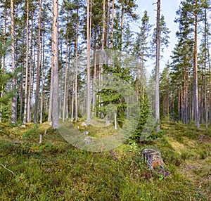 Panorama of coniferous autumn forest with yellow leaves.