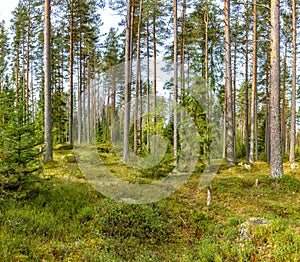 Panorama of coniferous autumn forest with yellow leaves.