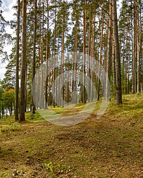 Panorama of coniferous autumn forest with yellow leaves.