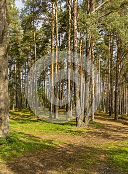 Panorama of coniferous autumn forest with yellow leaves.