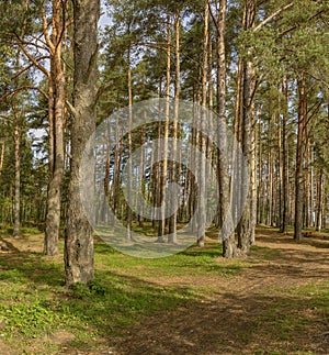 Panorama of coniferous autumn forest with yellow leaves.