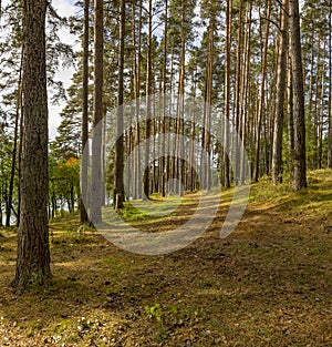 Panorama of coniferous autumn forest with yellow leaves.