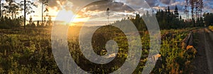 Panorama of a coniferous forest in warm late evening light