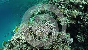 panorama of corals in the Red sea full of colorful fishes