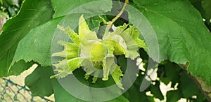 Panorama of corylus americana or corylus avellana nuts