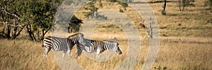 Panorama of a couple of peaceful zebras at sunset in the savannah South Africa