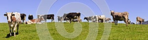 Panorama of cow herd on meadow