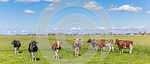 Panorama of cows in the dutch landscape