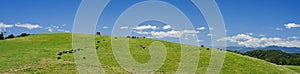 Panorama of cows grazing on a hill in New Zealand