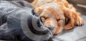 Panorama Cute Black and Brown Puppy Dogs Sleeping on a Cushion Panoramic Web Banner Header
