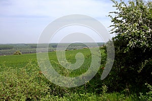 Panorama of the Danube river