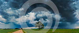 Panorama of Dark thunderstorm clouds over the oak tree