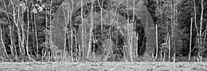 Panorama of dead birch trees in a dead forest in the New Forest, Hampshire, UK.