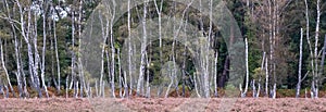 Panorama of dead birch trees in a dead forest in the New Forest, Hampshire, UK.