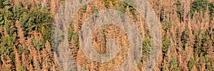 Panorama of the dead dry forest in Germany. Bark beetle calamity. Environmental disaster