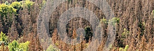 Panorama of the dead dry forest in Germany. Bark beetle calamity. Environmental disaster