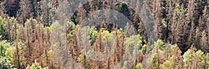 Panorama of the dead dry forest in Germany. Bark beetle calamity. Environmental disaster