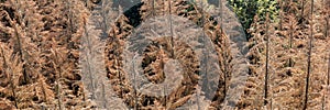 Panorama of the dead dry forest in Germany. Bark beetle calamity. Environmental disaster