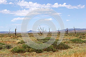 Panorama of dead trees and mountains, Flinders Ranges, Australia