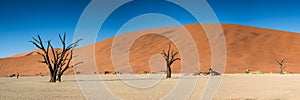 Panorama of the Dead Vlei