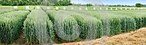 Panorama of demo plots sectors of cereals with new varieties in agriculture