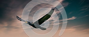 A panorama of a detailed Cormorant in flight with spread wings. Against a blue, green and orange sky with clouds. Copy