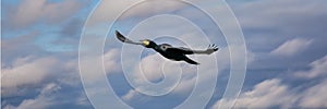 A panorama of a detailed Cormorant in flight with spread wings. Against a blue sky with white clouds. Copy space, cover