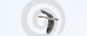 Panorama of a detailed raw goose, Anser anser, in flight against blue sky. Webbanner, cover of social media