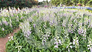 Panorama digital or foxglove with mauve flowers