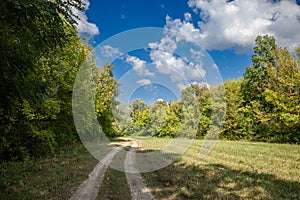 Panorama of a dirtpath in a clearing meadow with grass and grassland in the middle of forest and trees of the Duna Drava Nemzeti