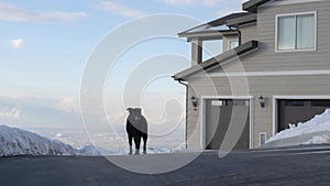 Panorama Dog on the driveway in front of a home at a neighborhood in Wasatch Mountains