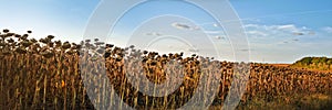 panorama of dried ripe sunflower heads, crops are waiting to be harvested