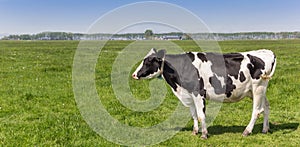 Panorama of a dutch black and white Holstein cow