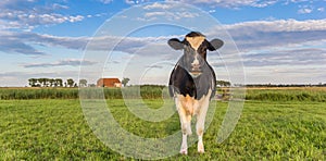 Panorama of a dutch cow and a farm in Holland