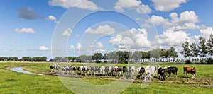 Panorama of Dutch cows in a landscape near Groningen