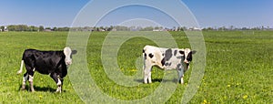 Panorama of Dutch Holstein cows