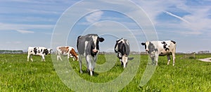 Panorama of Dutch Holstein cows