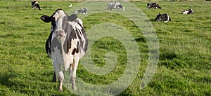 Panorama of Dutch Holstein Zwartbont cow