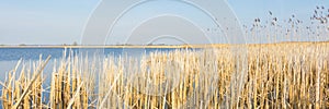 Panorama Dutch landscape with reed