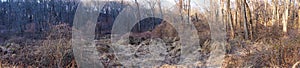 Panorama of dying invasive vine covered woods