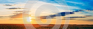 Panorama Of Eared Wheat Field, Summer Cloudy Sky In Sunset Dawn